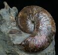 Hoploscaphite Ammonite With Preserved Jaws #6102-5